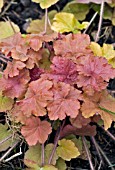 HEUCHERA CARAMEL