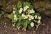 PRIMROSES