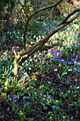 SPRING FLOWERS AT CROSSING HOUSE GARDEN,  SHEPRETH