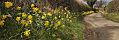 DAFFODILS ON COUNTRY LANE, ACTON BURNELL, PANORAMIC