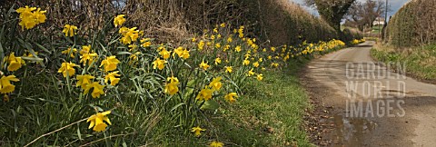 DAFFODILS_ON_COUNTRY_LANE_ACTON_BURNELL_PANORAMIC