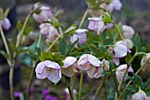 HELLEBORUS ASHWOOD HYBRIDS