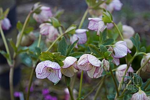 HELLEBORUS_ASHWOOD_HYBRIDS