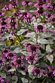 MONARDA ASTULOSA, WILD BERGAMOT