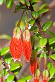 AGAPETES SERPENS