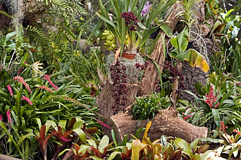 JARDIM_ORCHIDEA_MADEIRA