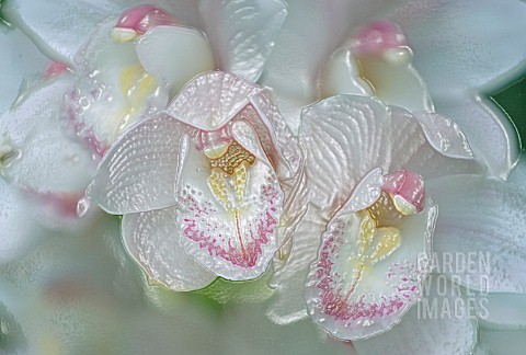 CYMBIDIUM_MANIPULATED