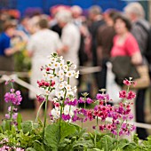 CROWDS INSIDE THE GREAT MARQUEE, CHELSEA FLOWER SHOW 2007