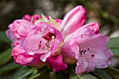 RHODODENDRON SUTCHUENENSE