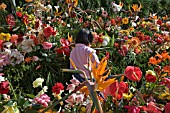 CHILD LAYING FLOWERS AT WALL OF HOPE, FESTA DES FLORES, MADEIRA FLOWER FESTIVAL, 2008