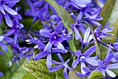 PETREA VOLUBILIS ESTRELA AZUL