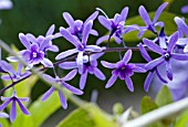 PETREA VOLUBILIS ESTRELA AZUL