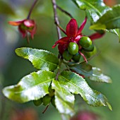 OCHNA SERRULATA MULTIFLORA, MICKEY MOUSE PLANT