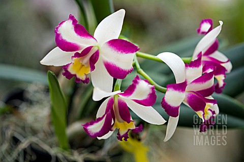 ORCHIDS