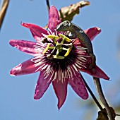 WALL LIZARD ON PASSIFLORA