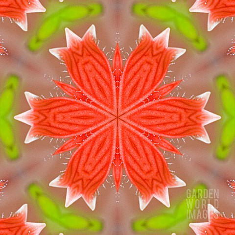 AGAPETES_SERPENS_KALEIDOSCOPIC