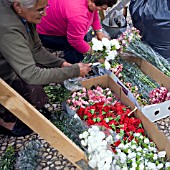 PREPARING FLOWERS TO DECORATE THE STREETS OF FUNCHAL FOR THE FESTA DES FLORES 2008, MADEIRA