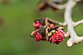 PARROTIA PERSICA