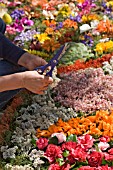 DECORATING THE STREETS OF FUNCHAL FOR THE FESTA DES FLORES 2008, MADEIRA