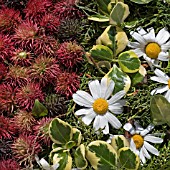 PATTERN OF FLOWERS ON THE STREETS OF FUNCHAL, MADEIRA, 2008