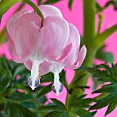 DICENTRA SPECTABILIS, BLEEDING HEARTS