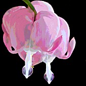 DICENTRA SPECTABILIS, BLEEDING HEARTS, MANIPULATED