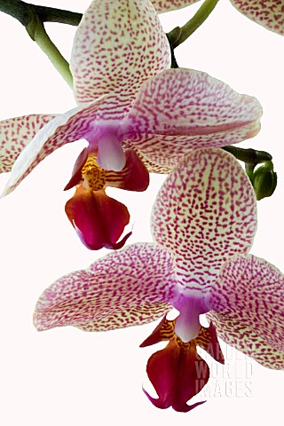 PHALAENOPSIS