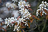 AMELANCHIER LAEVIS, SNOWY MESPILUS BLOSSOM