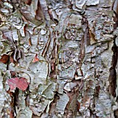 BETULA DAVURICA BARK