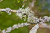 LICHEN COVERED EUONYMUS