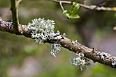 LICHEN COVERED EUONYMUS