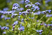 MYOSOTIS, FORGET-ME-NOTS