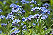 MYOSOTIS SP., (FORGET-ME-NOTS)