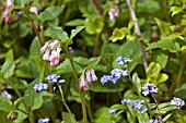 PULMONARIA AND MYOSOTIS IN ASSOCIATION