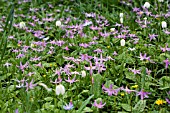 ERYTHRONIUMS AND WILDFLOWERS