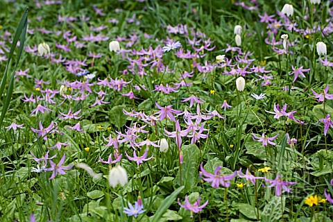 ERYTHRONIUMS_AND_WILDFLOWERS