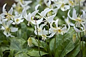 ERYTHRONIUM