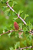LARIX GRIFFITHIANA