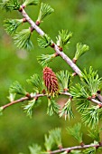 LARIX GRIFFITHIANA