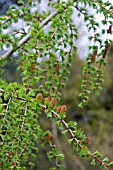 LARIX GRIFFITHIANA