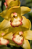 CYMBIDIUM YELLOW BIRD RED LIP