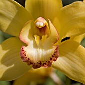 CYMBIDIUM YELLOW BIRD RED LIP