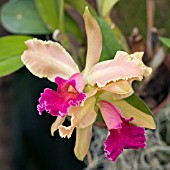 ORCHIDS