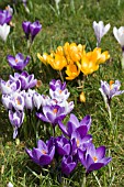 CROCUSES IN GRASS