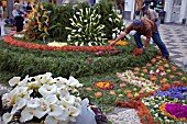 LINING THE PAVEMENTS WITH FLOWERS DURING THE FESTA DES FLORES, MADEIRA 2008