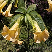 BRUGMANSIA CANDIDA, YELLOW ANGELS TRUMPET