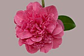 CAMELLIA WILLIAMSII DEBBIE