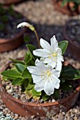 LEWISIA TWEEDYI ALBA