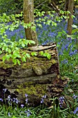 HYACINTHOIDES NON-SCRIPTA, ENGLISH BLUEBELLS