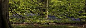 HYACINTHOIDES NON-SCRIPTA, ENGLISH BLUEBELL WOOD, PANORAMIC